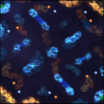 Stardust.png